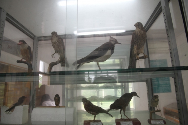 CWRC河口生物标本馆展示柜2