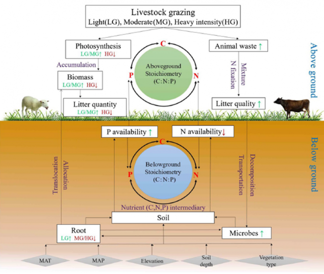 Grazing intensity significantly changes the C N P stoichiometry in grassland ecosystems