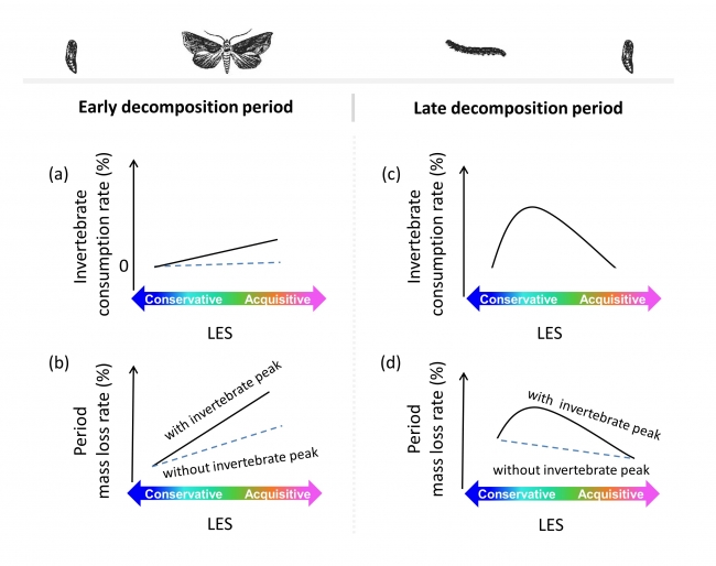 Invertebrate phenology modulates the effect of the leaf economics spectrum-1