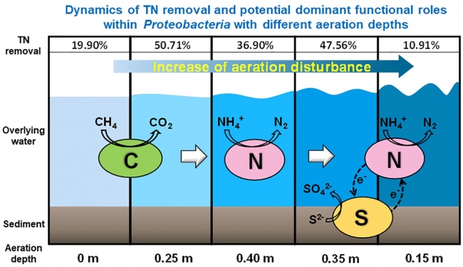 Dynamics of nitrogen transformation and bacterial community with different aeration depths in malodorous river